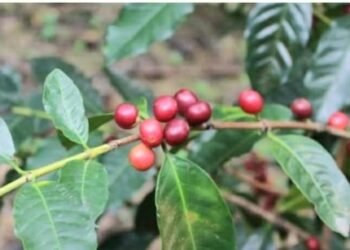 SOS Café Ocoa: Lluvias Desatan Apocalipsis en Zonas Cafetaleras, Productores en Jaque