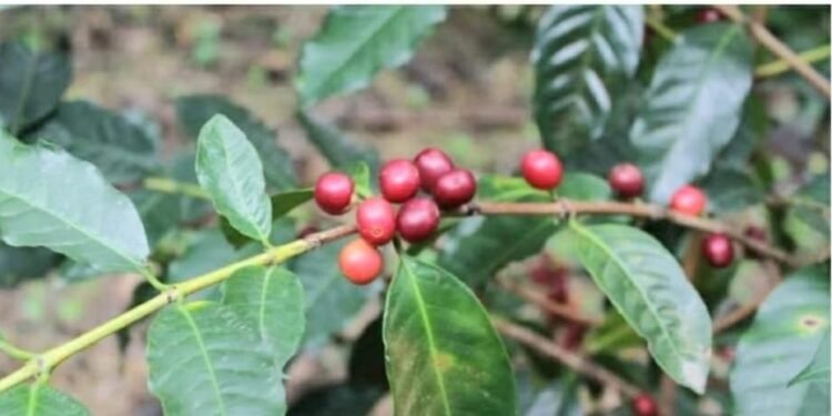 SOS Café Ocoa: Lluvias Desatan Apocalipsis en Zonas Cafetaleras, Productores en Jaque