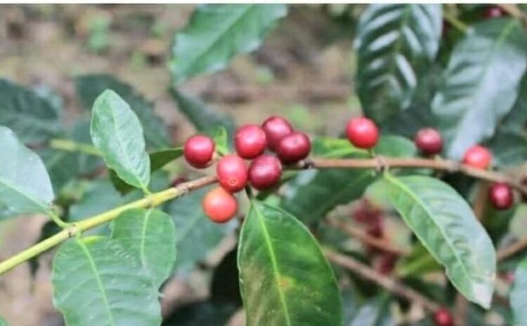 SOS Café Ocoa: Lluvias Desatan Apocalipsis en Zonas Cafetaleras, Productores en Jaque