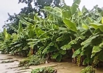 Melissa devasta el Sur: ¡Exigen plan de emergencia urgente para salvar cosechas!