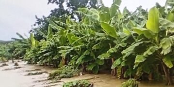 Melissa devasta el Sur: ¡Exigen plan de emergencia urgente para salvar cosechas!