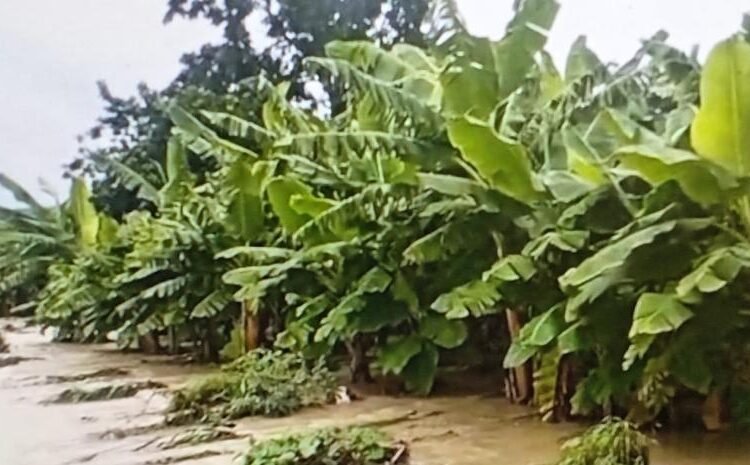 Melissa devasta el Sur: ¡Exigen plan de emergencia urgente para salvar cosechas!