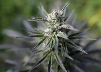 Ahora en tu farmacia: Colombia venderá flor de cannabis