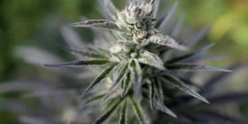 Ahora en tu farmacia: Colombia venderá flor de cannabis