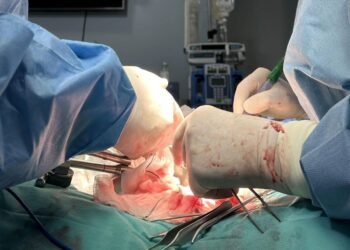 Primer trasplante exitoso: Cerdos reciben riñones ‘híbridos’ con organoides humanos