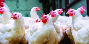 ¡Alerta Roja! Pollo a RD$200 la libra: Comerciantes advierten por grave escasez en RD