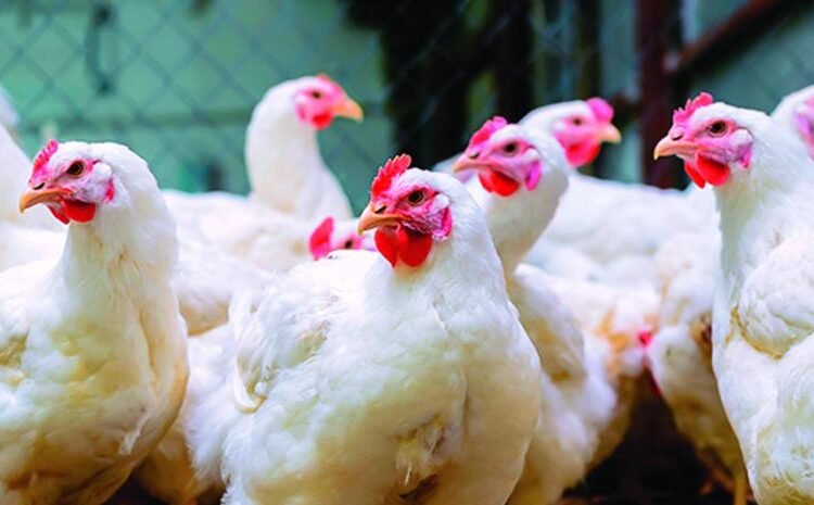 ¡Alerta Roja! Pollo a RD$200 la libra: Comerciantes advierten por grave escasez en RD