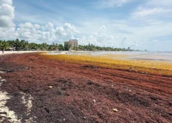 Sargazo: ¡De desecho a oro líquido! Genera Biodiesel, Alcohol y Biogás