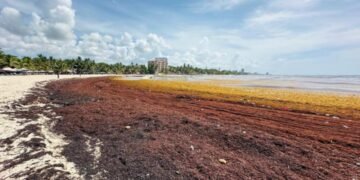 Sargazo: ¡De desecho a oro líquido! Genera Biodiesel, Alcohol y Biogás