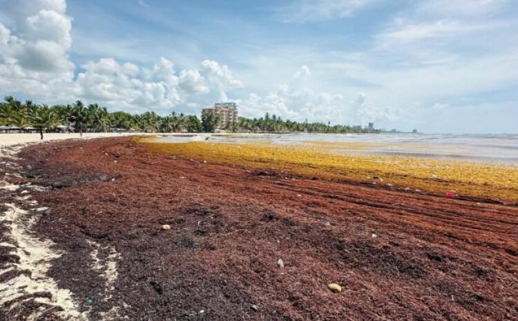 Sargazo: ¡De desecho a oro líquido! Genera Biodiesel, Alcohol y Biogás