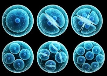 Investigación Desbloquea el Rol Clave de Células Madre en Terapias y Medicina Regenerativa