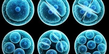 Investigación Desbloquea el Rol Clave de Células Madre en Terapias y Medicina Regenerativa