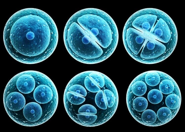 Investigación Desbloquea el Rol Clave de Células Madre en Terapias y Medicina Regenerativa