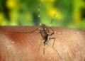 Pérdida de biodiversidad: Por qué los mosquitos te tienen en su punto de mira