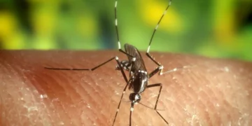 Pérdida de biodiversidad: Por qué los mosquitos te tienen en su punto de mira
