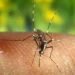 Pérdida de biodiversidad: Por qué los mosquitos te tienen en su punto de mira