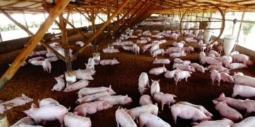 Por qué prohíben el traslado de cerdos vivos en el interior y qué dice Ganadería