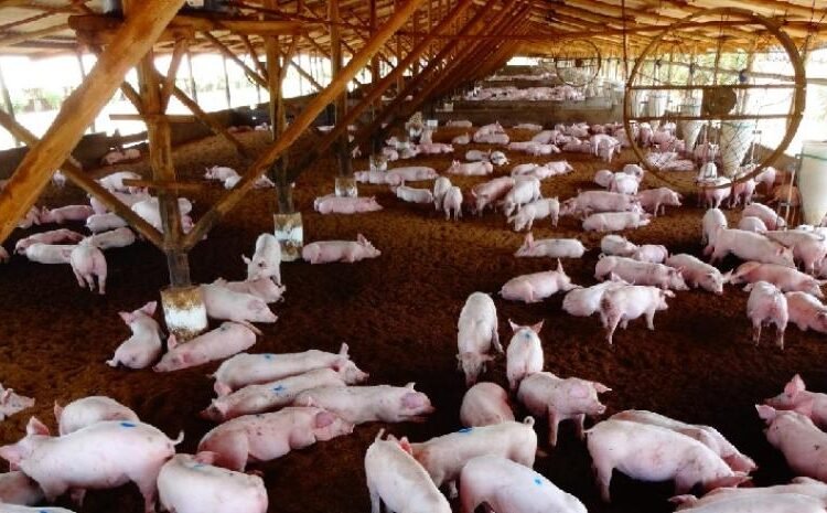 Por qué prohíben el traslado de cerdos vivos en el interior y qué dice Ganadería