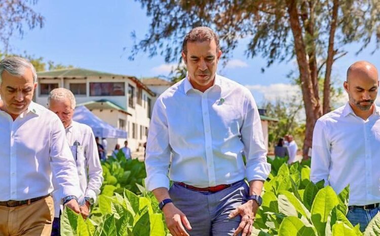 Récord histórico del tabaco dominicano: exportaciones crecen más de RD$ 1,000 millones en 2025