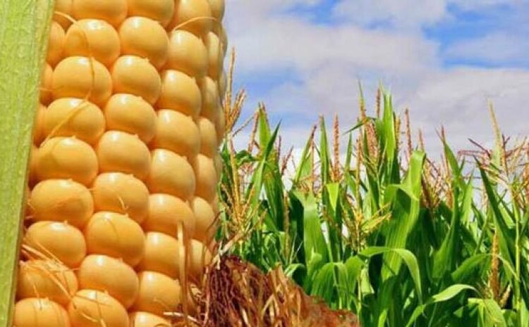 Alerta alimentaria: los precios mundiales se disparan por el impacto del conflicto en Irán