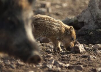 Crimen organizado: la nueva y letal amenaza que está devorando la biodiversidad global
