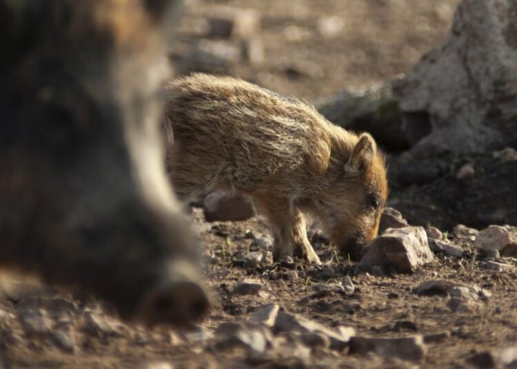 Crimen organizado: la nueva y letal amenaza que está devorando la biodiversidad global
