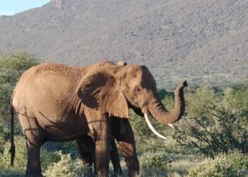 Qué es la azaperona: la peligrosa droga veterinaria que causa sobredosis mortales en humanos