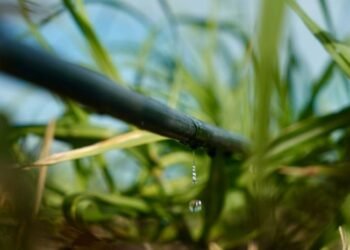 Cómo el uso inteligente del agua está revolucionando la agricultura moderna
