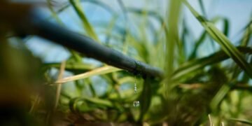 Cómo el uso inteligente del agua está revolucionando la agricultura moderna