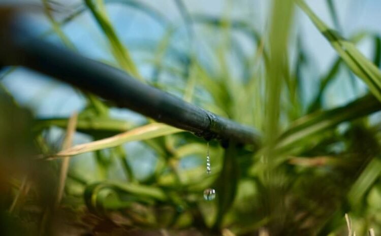 Cómo el uso inteligente del agua está revolucionando la agricultura moderna