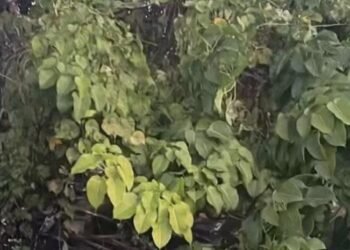 Tragedia en el peaje de Guaraguao: al menos 36 personas resultan heridas tras fuerte accidente