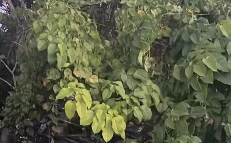 Tragedia en el peaje de Guaraguao: al menos 36 personas resultan heridas tras fuerte accidente