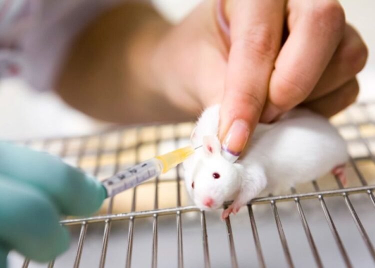 Los efectos nocivos de los edulcorantes artificiales se heredan: el preocupante hallazgo en estudios con ratones