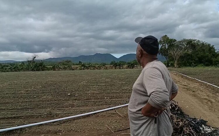 Crisis agropecuaria: Valverde y Monte Cristi reportan pérdidas millonarias en producción