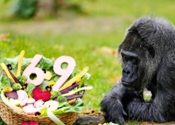 El impactante récord de Fatou: la gorila que ha sobrevivido 70 años en cautiverio