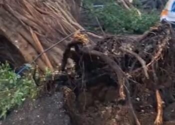 Vaguada causa estragos en la Ciudad Colonial: árboles arrancados y postes derribados