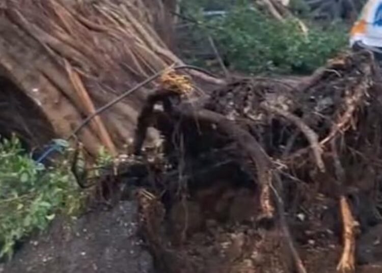Vaguada causa estragos en la Ciudad Colonial: árboles arrancados y postes derribados