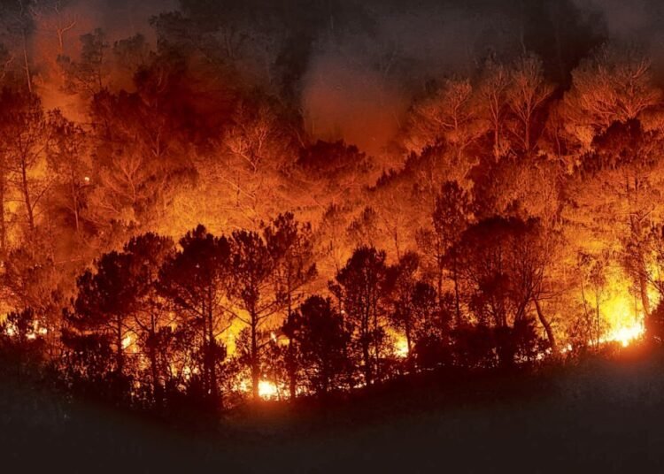 La deforestación tropical se desploma un 36% en 2025 pero los incendios se disparan como nueva amenaza global
