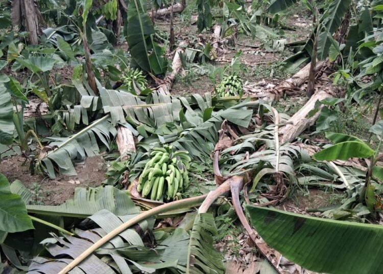 Tornado arrasa cultivos de plátano y arroz en Villa La Mata causando pérdidas devastadoras