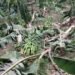 Tornado arrasa cultivos de plátano y arroz en Villa La Mata causando pérdidas devastadoras