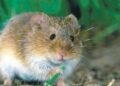 Tragedia en el crucero MV Hondius: 3 muertos y 8 contagiados por un brote de hantavirus