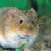 Tragedia en el crucero MV Hondius: 3 muertos y 8 contagiados por un brote de hantavirus