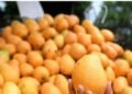 República Dominicana bate récord con más de 34 millones de mangos exportados en 2025