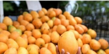 República Dominicana bate récord con más de 34 millones de mangos exportados en 2025