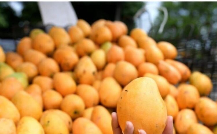 República Dominicana bate récord con más de 34 millones de mangos exportados en 2025