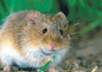 Alerta sanitaria por brote de hantavirus en crucero argentino: tres muertos a bordo