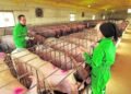 Sur se prepara para el megaproyecto porcino más grande del país con 10 mil hembras proyectadas