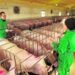 Sur se prepara para el megaproyecto porcino más grande del país con 10 mil hembras proyectadas