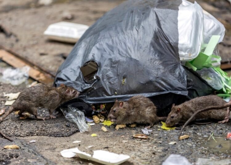Salud Pública descarta presencia de hantavirus en RD pero insta a la población a prevenir riesgos
