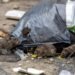 Salud Pública descarta presencia de hantavirus en RD pero insta a la población a prevenir riesgos